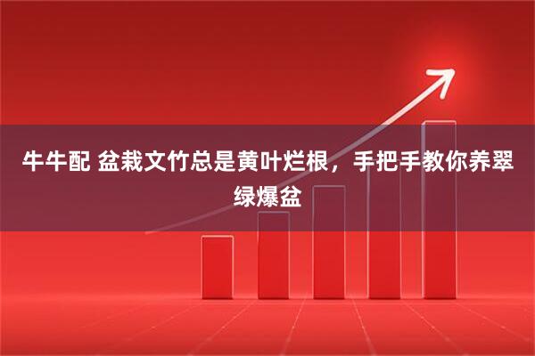 牛牛配 盆栽文竹总是黄叶烂根，手把手教你养翠绿爆盆